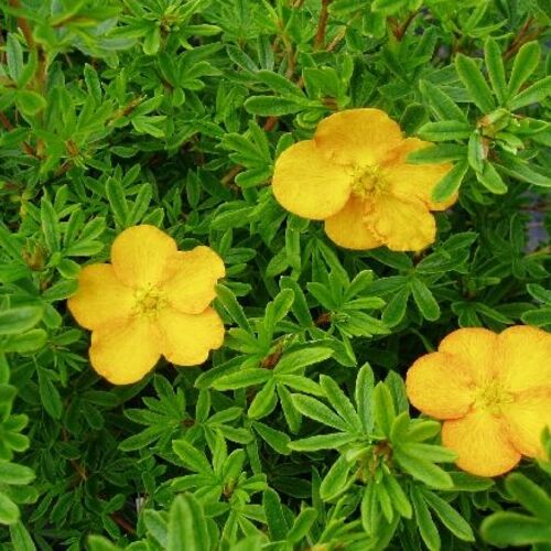 Лапчатка кустарниковая Аннетт/Potentilla fruticosa Annette 30-40 C2