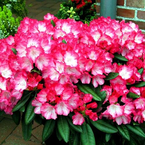 Рододендрон якушиманский Фантастика/Rhododendron yakushimanum Fantastica С3