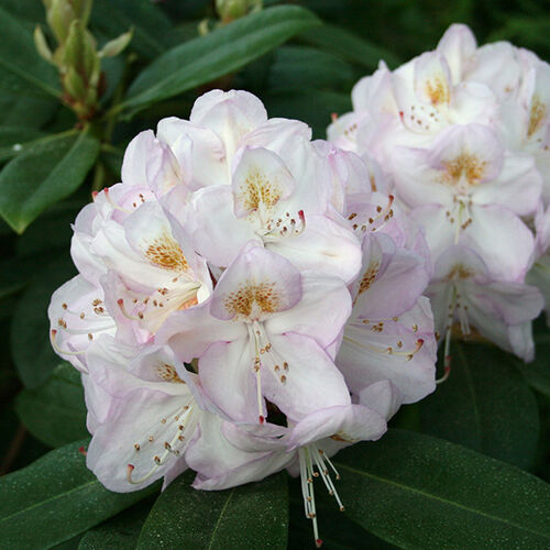 Рододендрон катевбинский Гомер Ватерер/Rhododendron catawbiense Gomer Waterer С5
