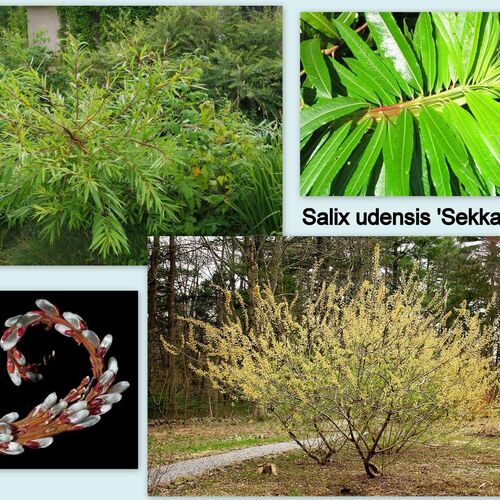 Ива ундинская Секка/Salix udensis Sekka 60-80 C5