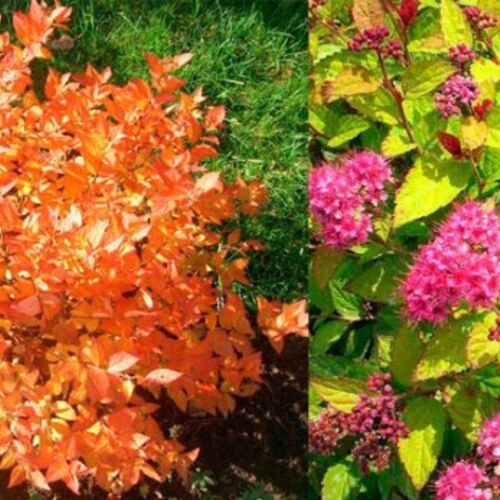 Спирея японская Файрлайт/Spiraea japonica Firelight 20-30 C2