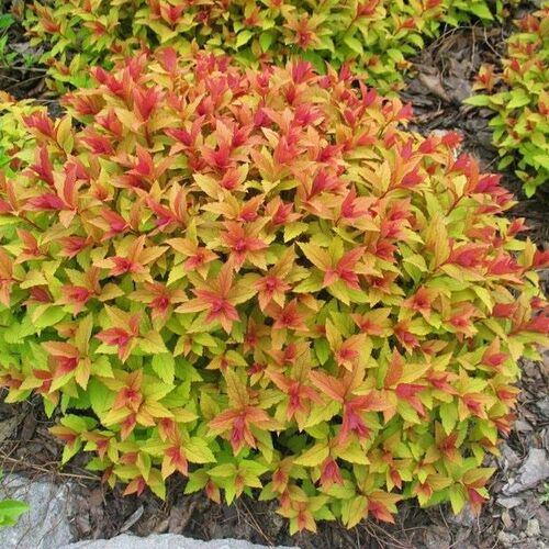 Спирея японская Голдфлэйм/Spiraea japonica Goldflame 20-40 C3