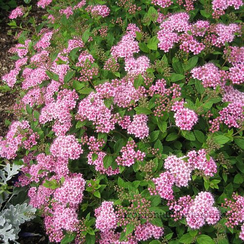 Спирея японская Литл Принцесс/Spiraea japonica Little Princess 30-40 С2/C3