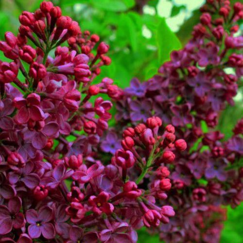 Сирень обыкновенная Знамя Ленина/Syringa vulgaris Znamya Lenina 80-100 C5