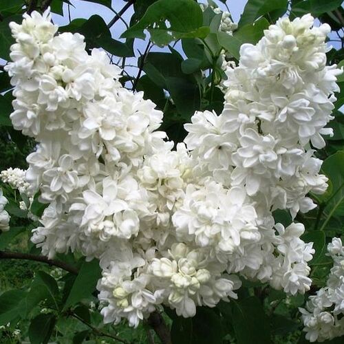 Сирень обыкновенная Мадам Лемуан/Syringa vulgaris Madame Lemoine 80-100 C10