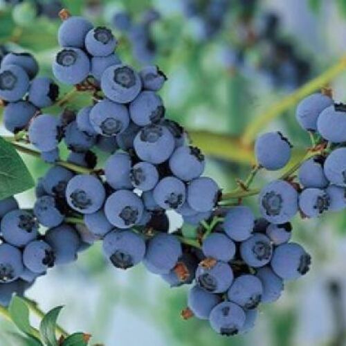 Голубика высокорослая Голдтрауб 71/Vaccinium corymbosum Goldtraube 71 C3