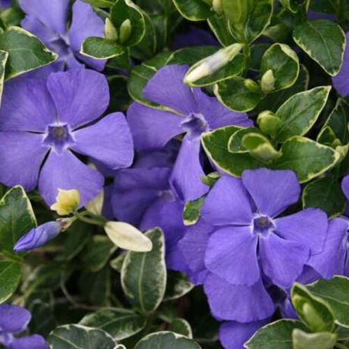 Барвинок большой Вариегата/Vinca major Variegata Р9