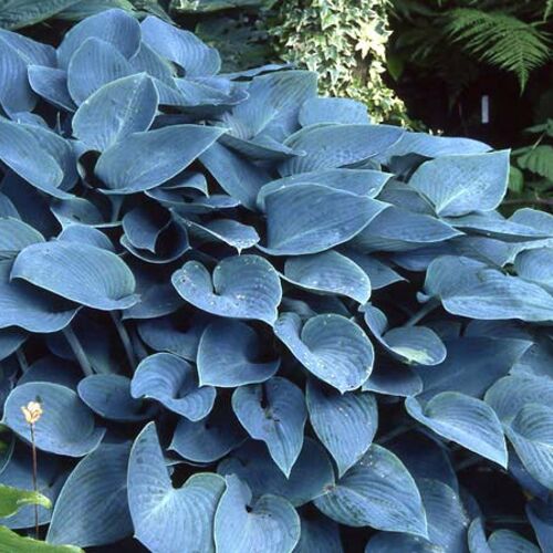 Хоста гибридная Халцион/Hosta hybrid Halcyon Р1,5