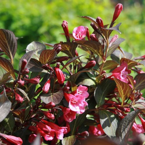 Вейгела цветущая Александра/Weigela florida Alexandra PBR 20-30 C3