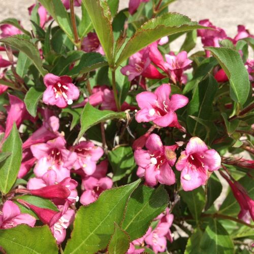 Вейгела гибридная Румба/Weigela hybrida Rumba (М)
