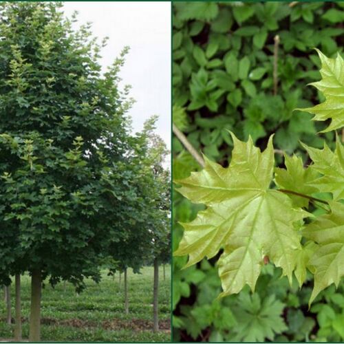 Клен сахарный/Acer saccharum 200-220 С10