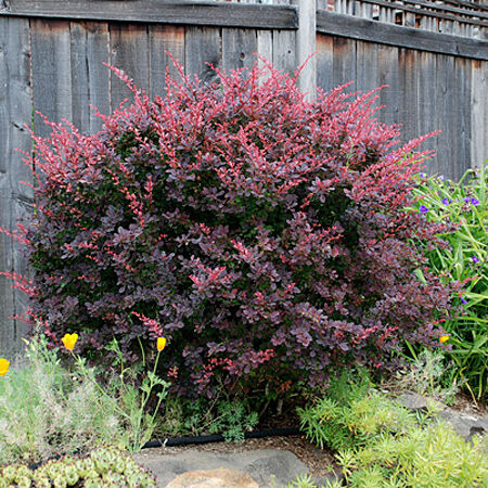 Барбарис Тунберга Атропурпуреа/Berberis thunbergii Atropurpurea 20-30 C7,5