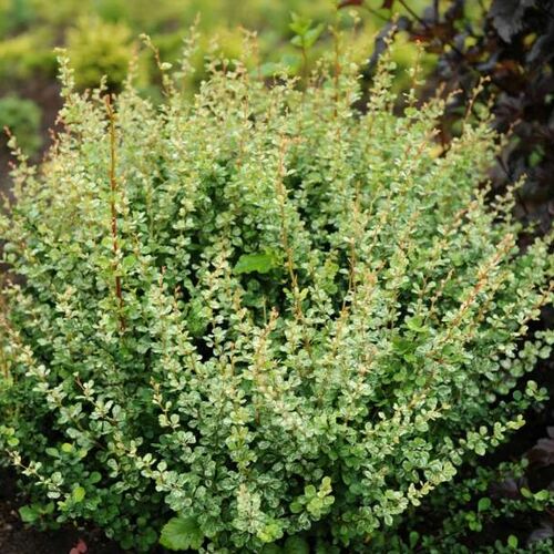 Барбарис Тунберга Келлерис/Berberis thunbergii Kelleriis 10-20 C3