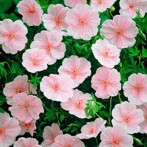 Герань кроваво-красная Стриатум/Geranium sanguineum Striatum Р1,5
