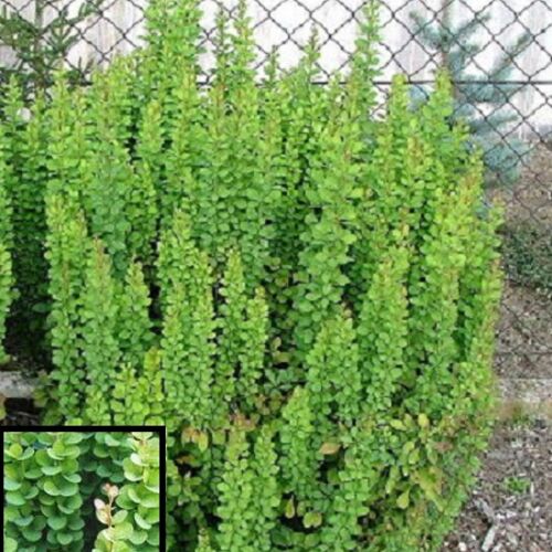 Барбарис Тунберга Паувау/Berberis thunbergii Powwow 30-40 C3