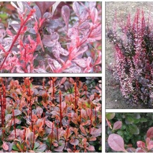 Барбарис Тунберга Рози Рокет/Berberis thunbergii Rosy Rocket 30-40 C7,5