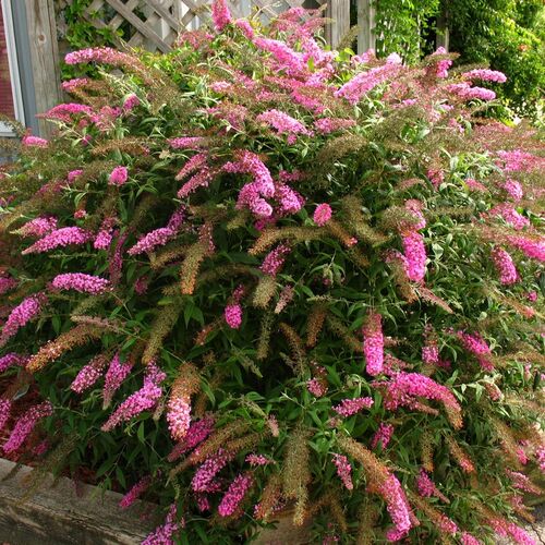 Буддлея Давида Пинк Делайт/Buddleja Davidii Pink Delight 40-60 C3