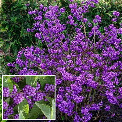 Красивоплодник Бодиньера Профьюжн/Callicarpa bodinieri Profusion 60-80 С7,5