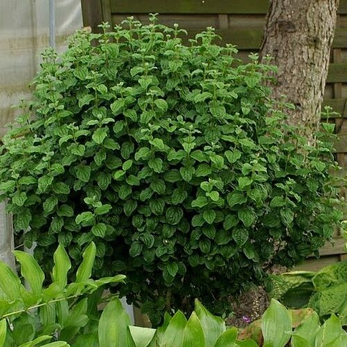 Дерен кроваво-красный Компресса/Cornus sanguinea Compressa 30-40 С2