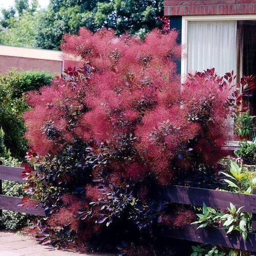 Скумпия кожевенная Роял Пурпл/Cotinus coggygria Royal Purple 30-40 C3