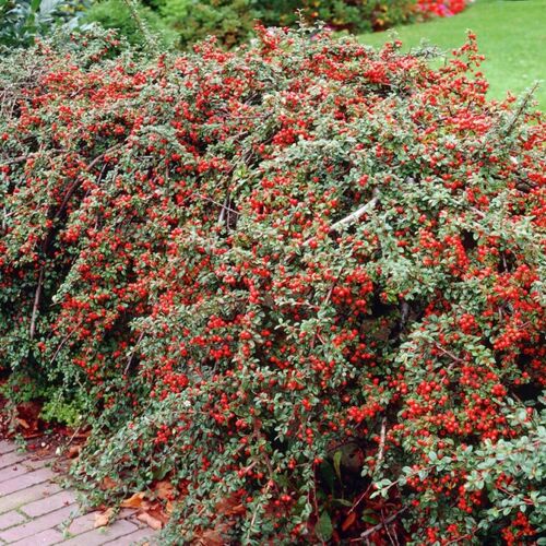 Кизильник гибридный Корал Бьюти/Cotoneaster suecicus Coral Beauty 50-60 C2