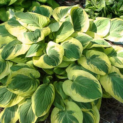 Хоста гибридная Карнавал/Hosta hybrid Carnival Р1,5