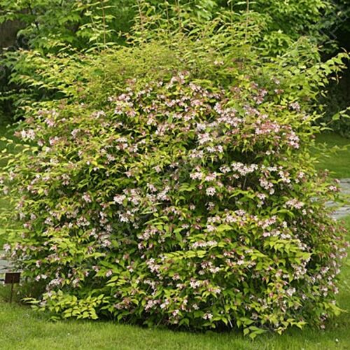 Кольквиция прелестная Марадко/Kolkwitzia amabilis Maradco 30-40 C5