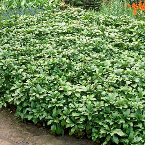 Пахизандра верхушечная Грин Карпет/Pachysandra terminalis Green Carpet Р1,5