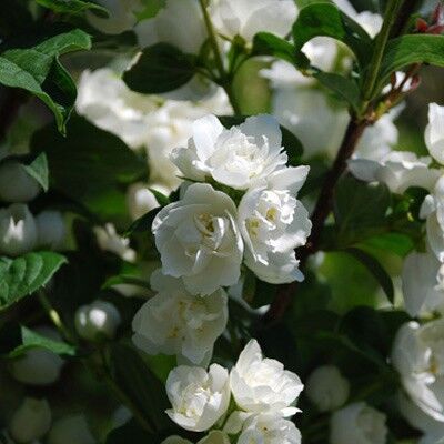 Чубушник Лемуана (гибридный) Алебастр/Philadelphus × lemoinei Alabasrite 120-140 C5