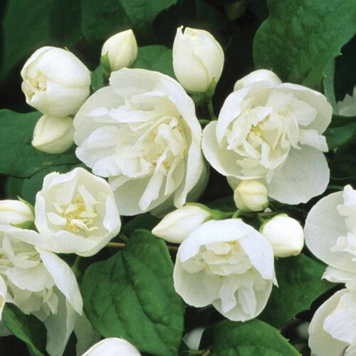 Чубушник Лемуана (гибридный) Вирджинал/Philadelphus × lemoinei Virginal 40-60 C3