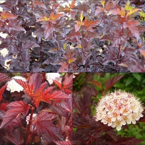 Пузыреплодник калинолистный Диабло Д'ор/Physocarpus opulifolius Diable D'or PBR 140-160 C10