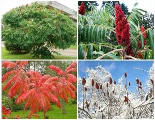 Сумах оленерогий (пушистый) Диссекта/Rhus typhina Dissecta 100-120 С5