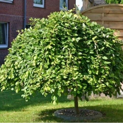 Ива козья ф.Пендула (Кильмарнок)/Salix caprea Pendula (Kilmarnock) 120 С5/C7,5 Pa