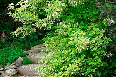 Бузина чёрная Мадонна/Sambucus nigra Madonna 40-60 C7,5