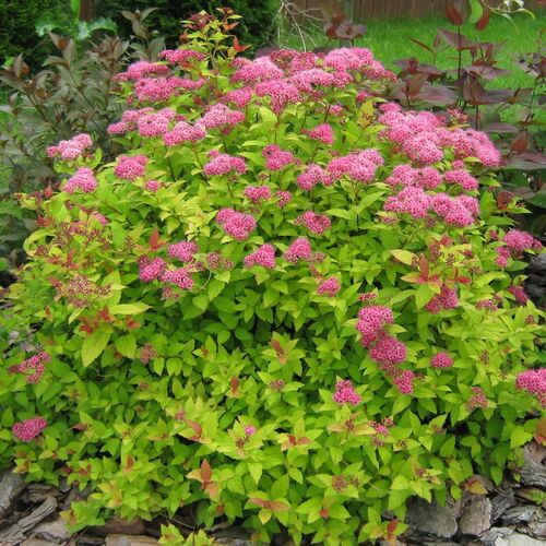 Спирея японская Кэндллайт/Spiraea japonica Candlelight 20-30 С3