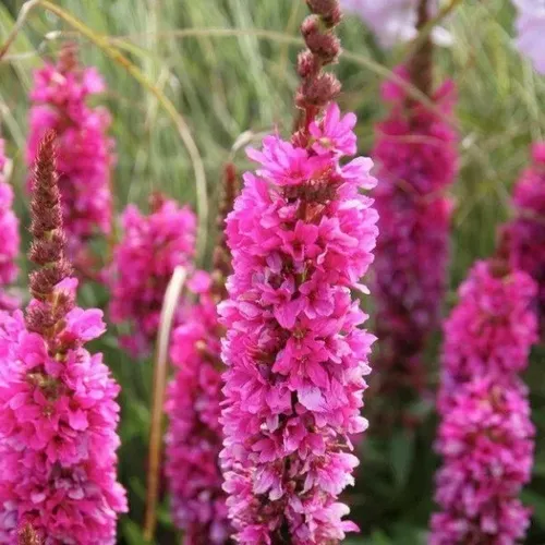 Дербенник иволистный Роберт/Lythrum salicaria Robert Р1,5