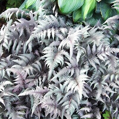 Кочедыжник (папоротник) ниппонский Металликум/Athyrium nipponicum Metallicum Р1,5