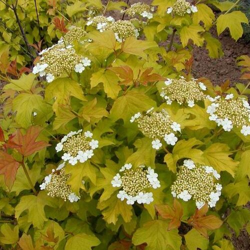 Калина гордовина Аурея/Viburnum lantana Aureum 30-40 C3