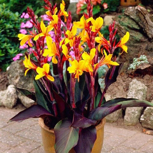 Канна Семафор /Canna Semaphore С3