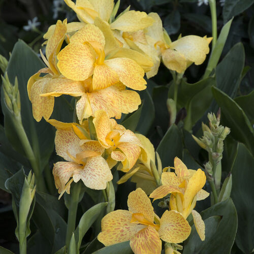 Канна Тропикал Йеллоу /Canna Tropical Yellow С3