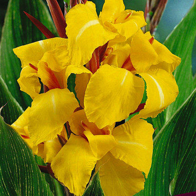 Канна Страйпт Бьюти /Canna Striped Beauty P2