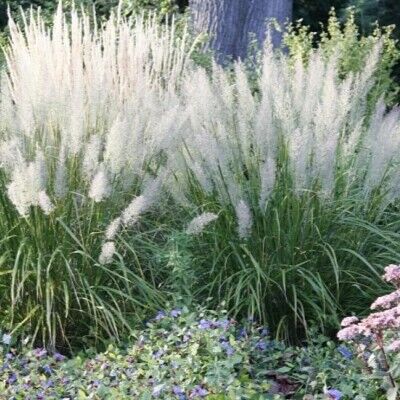 Вейник коротковолосистый/Calamagrostis brachytricha Р1,5