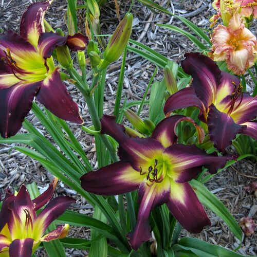 Лилейник гибридный Блэк Эрроухэд/Hemerocallis hybridа Black Arrowhead Р1,5