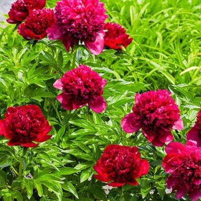 Пион травянистый Адольф Руссо/Paeonia herbaceous Adolphe Rousseau С3