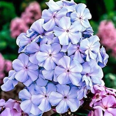 Флокс метельчатый Блю Бой/Phlox paniculata Blue Boy Р1,5