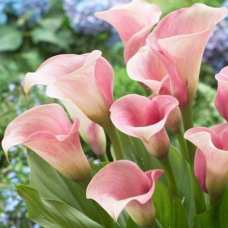 Калла Реманни Капитан Розетт/Calla rehmannii Captain Rosette Р2