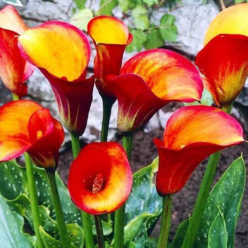 Калла Реманни Флейм/Calla rehmannii Flame Р2