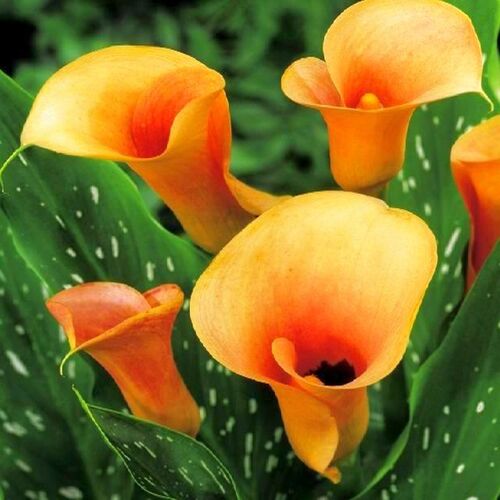Калла Хамелеон/Canna Chameleon Р2