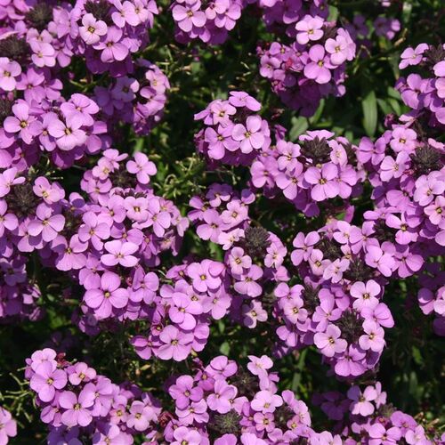 Желтушник (эризимум) гибридный Боулз Мальва/Erysimum hibrid Bowles Mauve С3