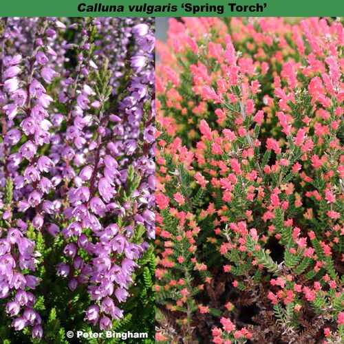 Вереск обыкновенный Спринг Точ/Calluna vulgaris Spring Torch С3